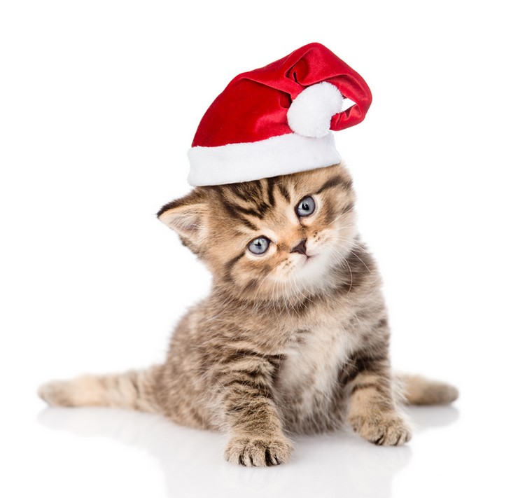 6 idees de cadeaux pour chat a prix malin