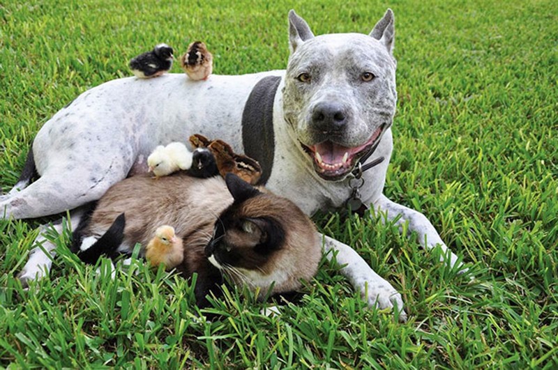 15 photos d’amitiés improbables entre animaux qui vous feront fondre !