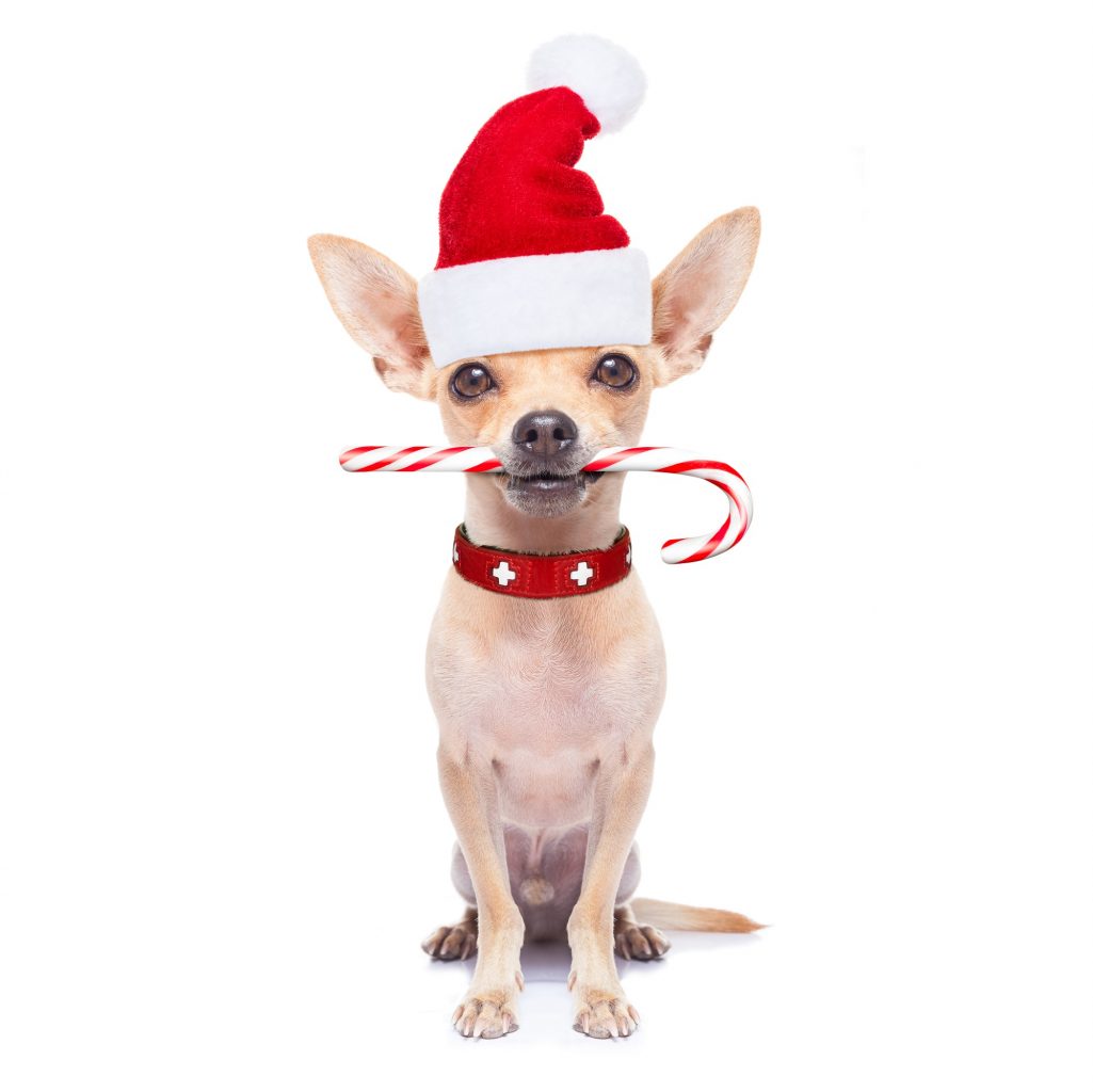 8 idées de cadeaux à offrir à votre chien pour Noël !