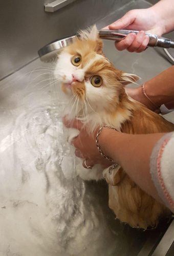 shampoing du chat