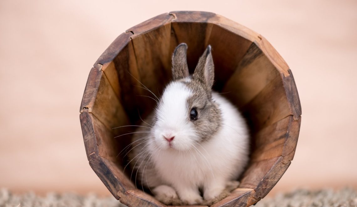 Est-ce dangereux pour les lapins de manger du carton ?
