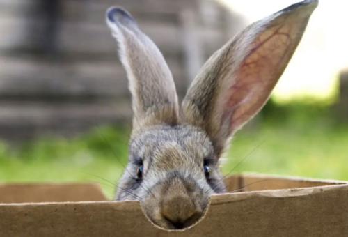 L'art du carton pour un lapin