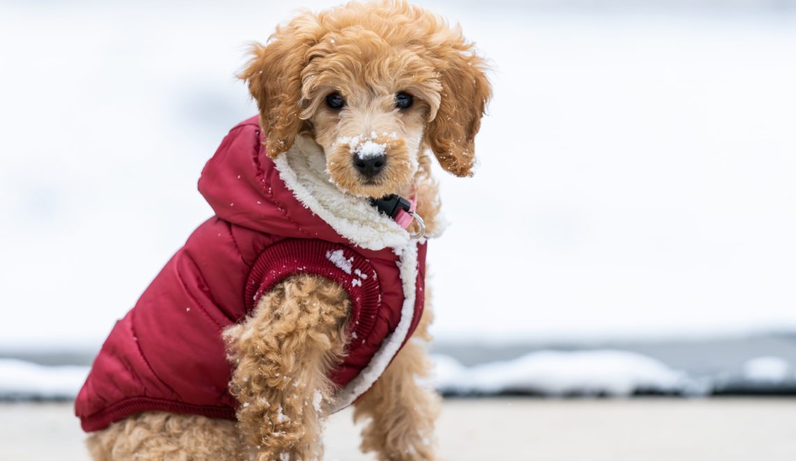 Comment choisir un manteau pour mon chien ?