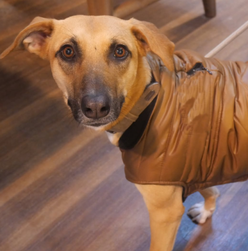 Manteau contre le froid pour chien