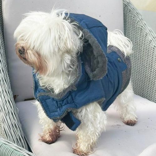 Manteau chien bleu Lyon