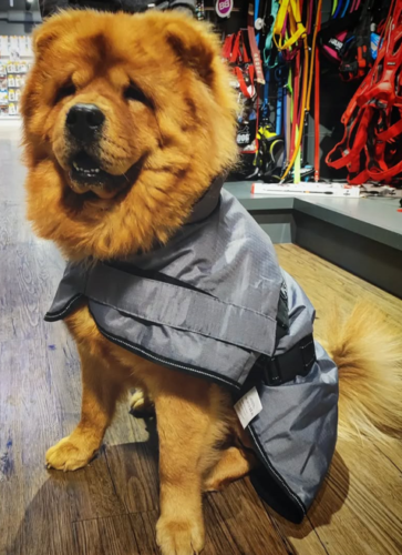 Manteau pour chowchow